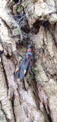 Graptocleptes