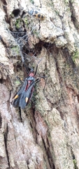 Graptocleptes