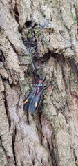 Graptocleptes