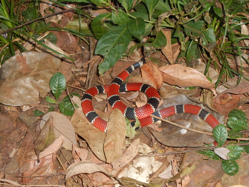 Painted Coralsnake