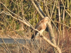 Buteo japonicus