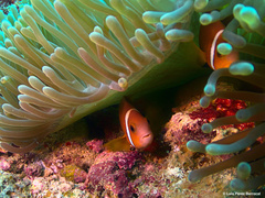 Amphiprion nigripes