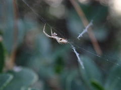 Uloborus walckenaerius