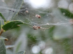 Frontinellina frutetorum