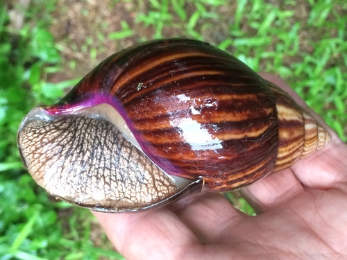 Giant Blonde Snail