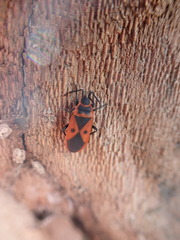 Scantius aegyptius rossii