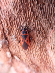 Scantius aegyptius rossii