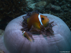 Amphiprion nigripes