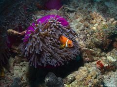 Amphiprion nigripes