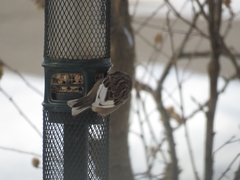 Passer domesticus