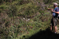 Knowltonia tenuifolia