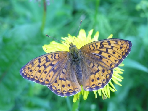 Argynnis xipe