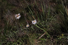 Knowltonia tenuifolia