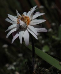 Knowltonia tenuifolia