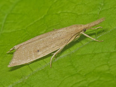Chilo phragmitella