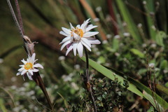 Knowltonia tenuifolia