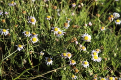 Felicia caespitosa