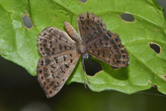 Adelotypa leucophaea