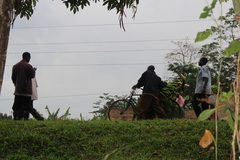 Musa acuminata image