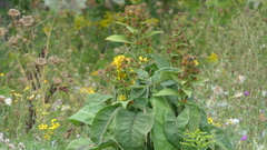 Inula racemosa