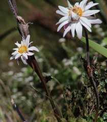 Knowltonia tenuifolia
