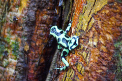 Dendrobates auratus