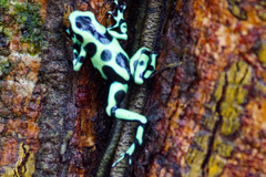 Dendrobates auratus