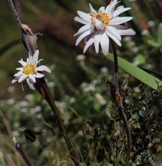 Knowltonia tenuifolia