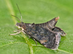 Heliothela wulfeniana