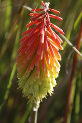 Kniphofia stricta