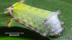 Limacodidae