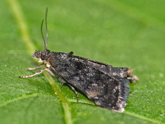 Heliothela wulfeniana