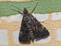 Heliothela wulfeniana