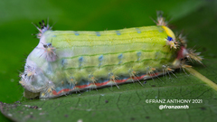 Limacodidae