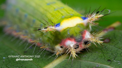 Limacodidae
