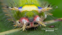 Limacodidae