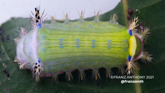 Limacodidae