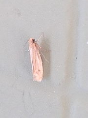 Lepidoptera