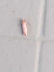 Lepidoptera