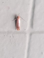 Lepidoptera