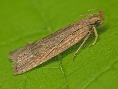Helcystogramma triannulella
