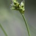 Peck's Sedge - Photo (c) Samuel Brinker, some rights reserved (CC BY-NC), uploaded by Samuel Brinker