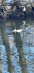 Mergus merganser