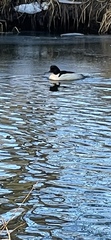Mergus merganser
