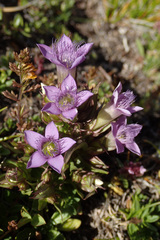 Gentianella ramosa