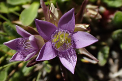 Gentianella ramosa