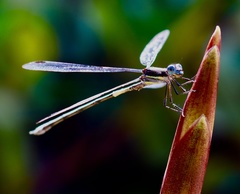 Archilestes