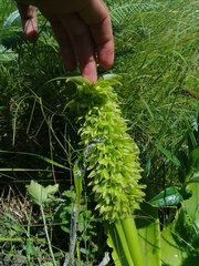 Eucomis autumnalis