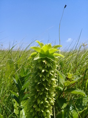 Eucomis autumnalis