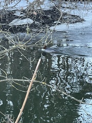 Mergus merganser